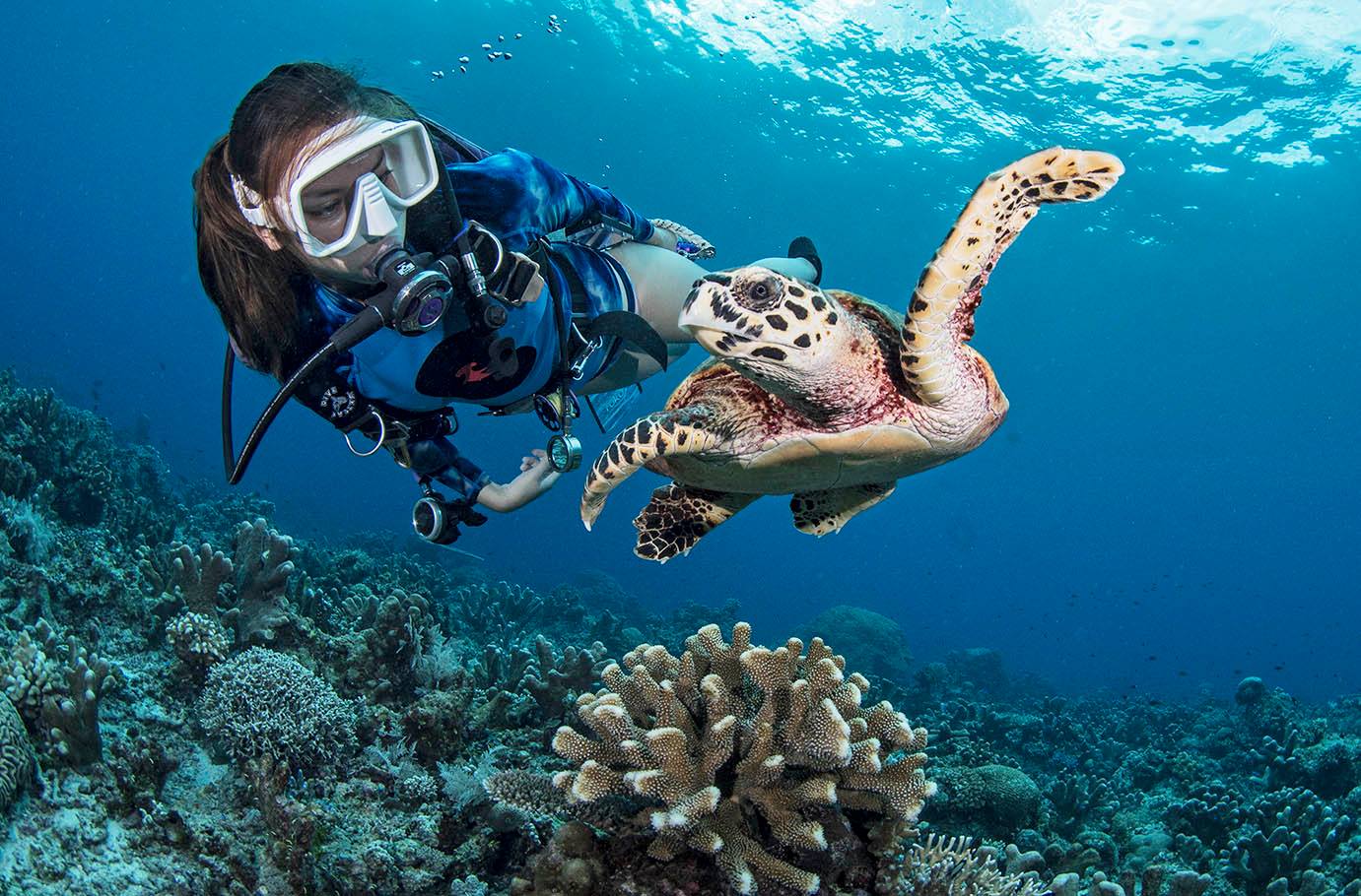 An underwater apocalypse by a deadly starfish