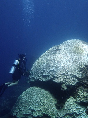 Coral reefs in a warming world, what can we do?