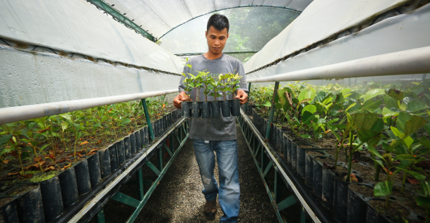 Propagating native tree species through geothermal energy