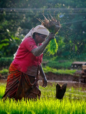 Building resilience to climate change among smallholder farmers with an organic soil approach