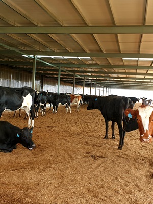 Producing dairy through sustainable farming