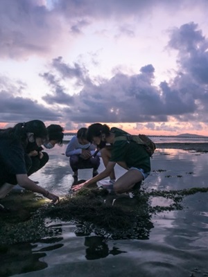 The hidden trials and tribulations of marine animals in Singapore