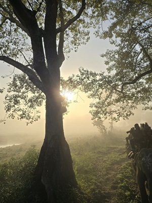 A Spectacle of Two Giants: Guilt, awe, and the weight of being human in Kaziranga
