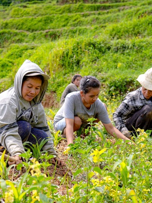 Opening Indonesia’s digital economy to rural women