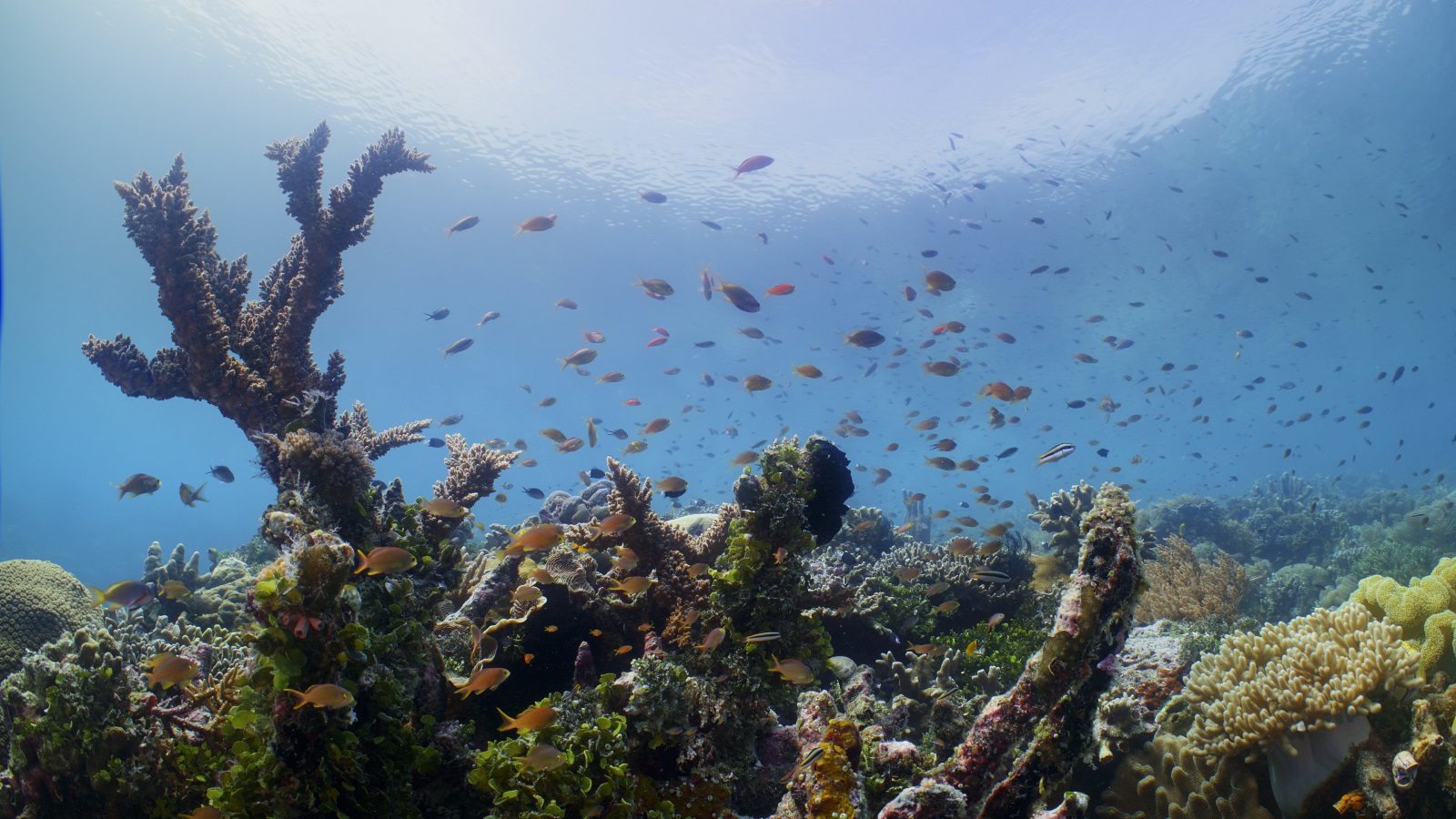 Blue Alliance marine conservation