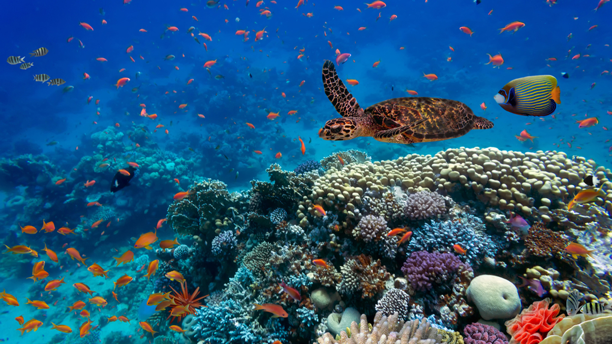 Blue Economy Boost for Investors