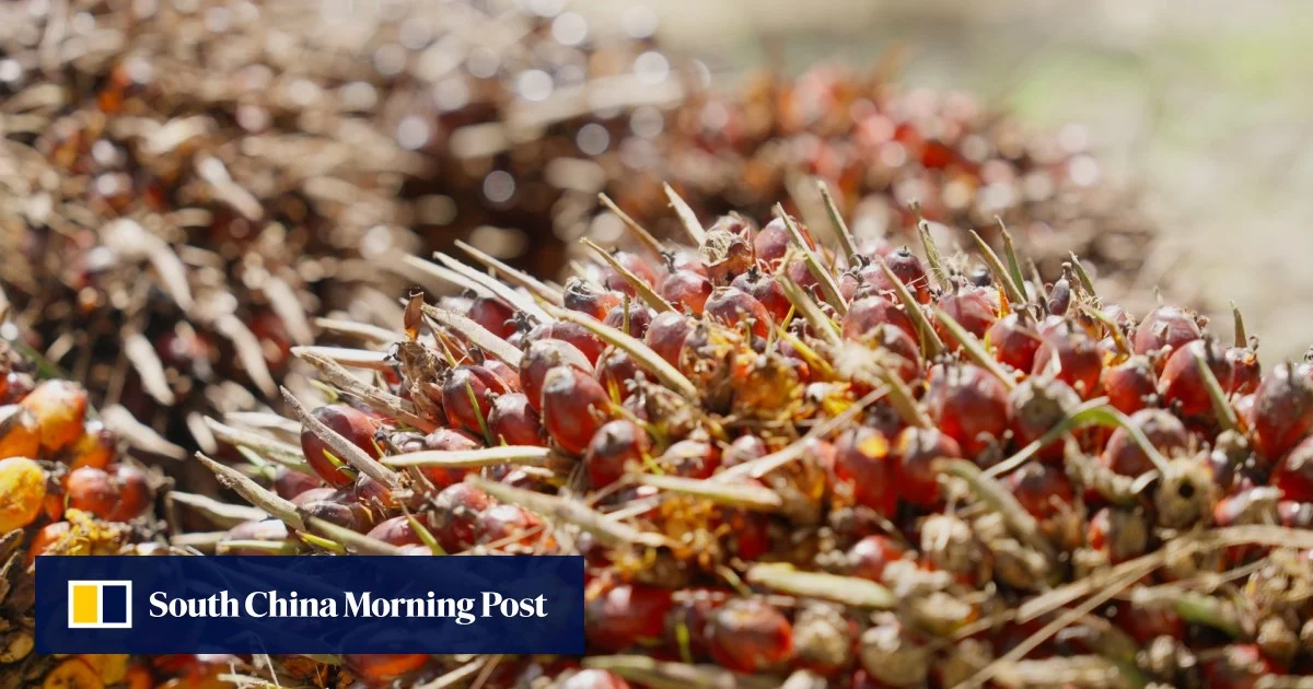 From tree to table: follow the journey of sustainable palm oil production in Malaysia