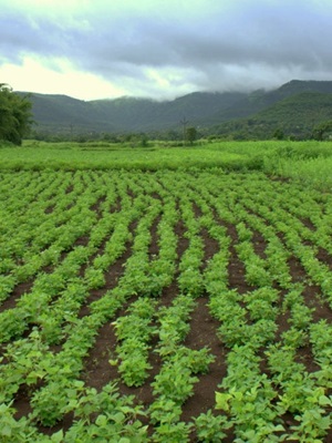 Global collaboration is essential to solve modern food crises Global collaboration is essential to solve modern food crises