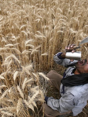 How climate change threatens India’s farming sector