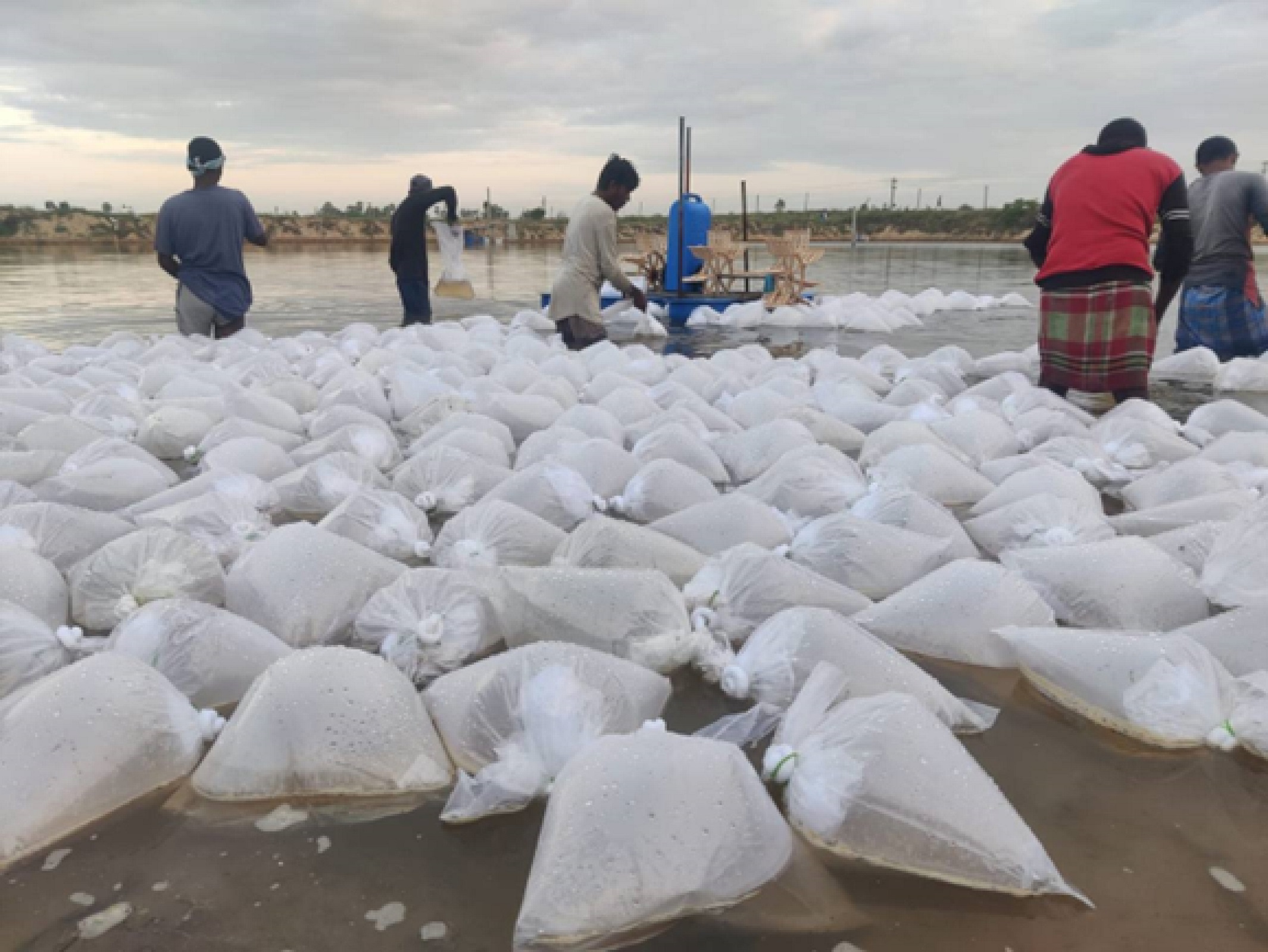 Antibiotic & chemical-free shrimp farming