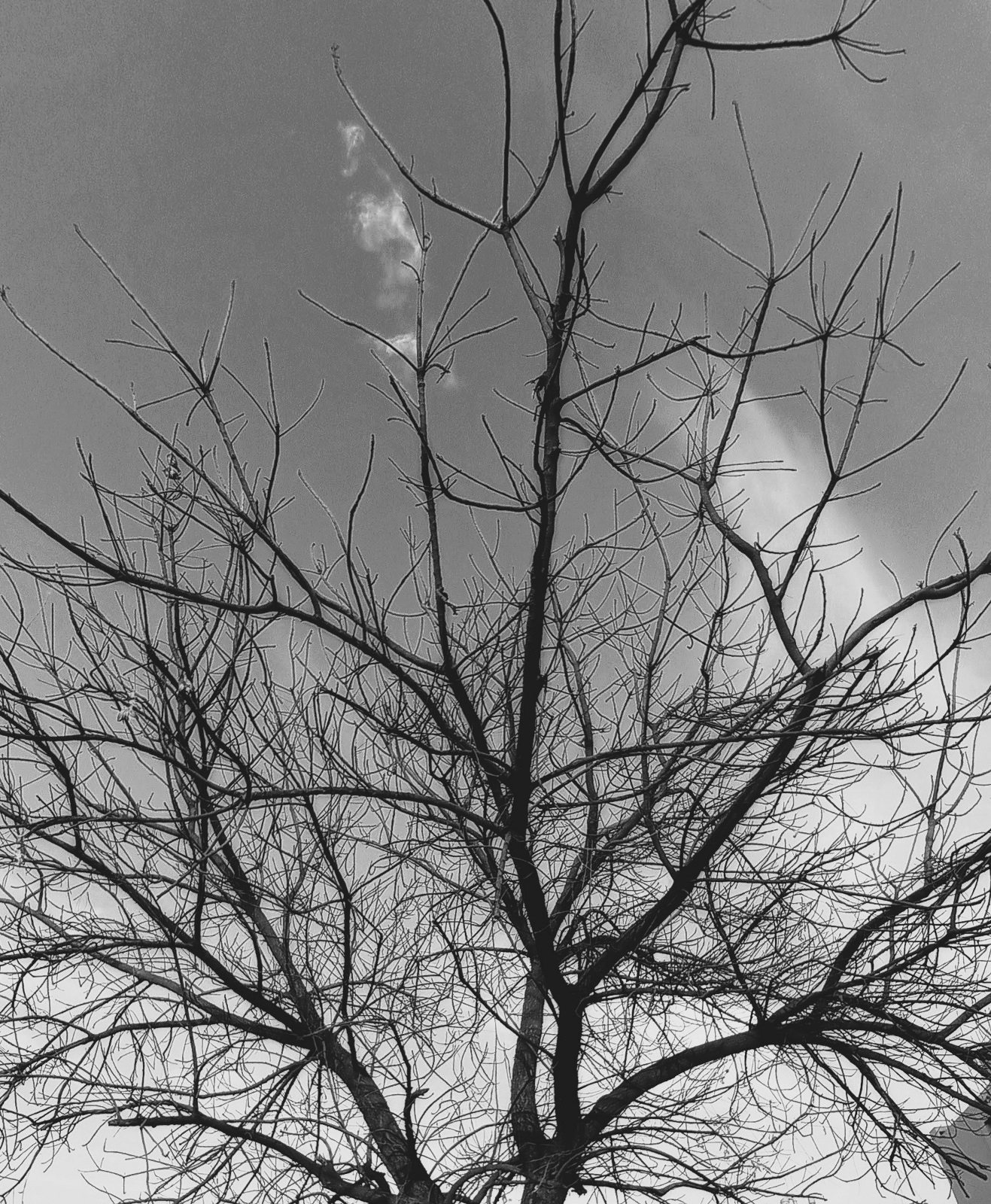 Peek into the Future