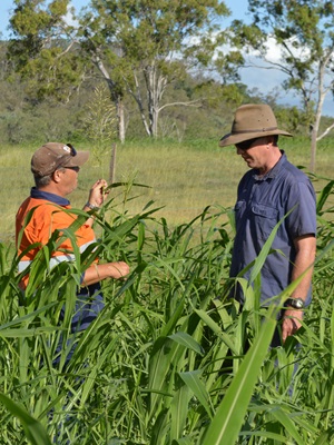 Restoring grazing lands to protect the Great Barrier Reef