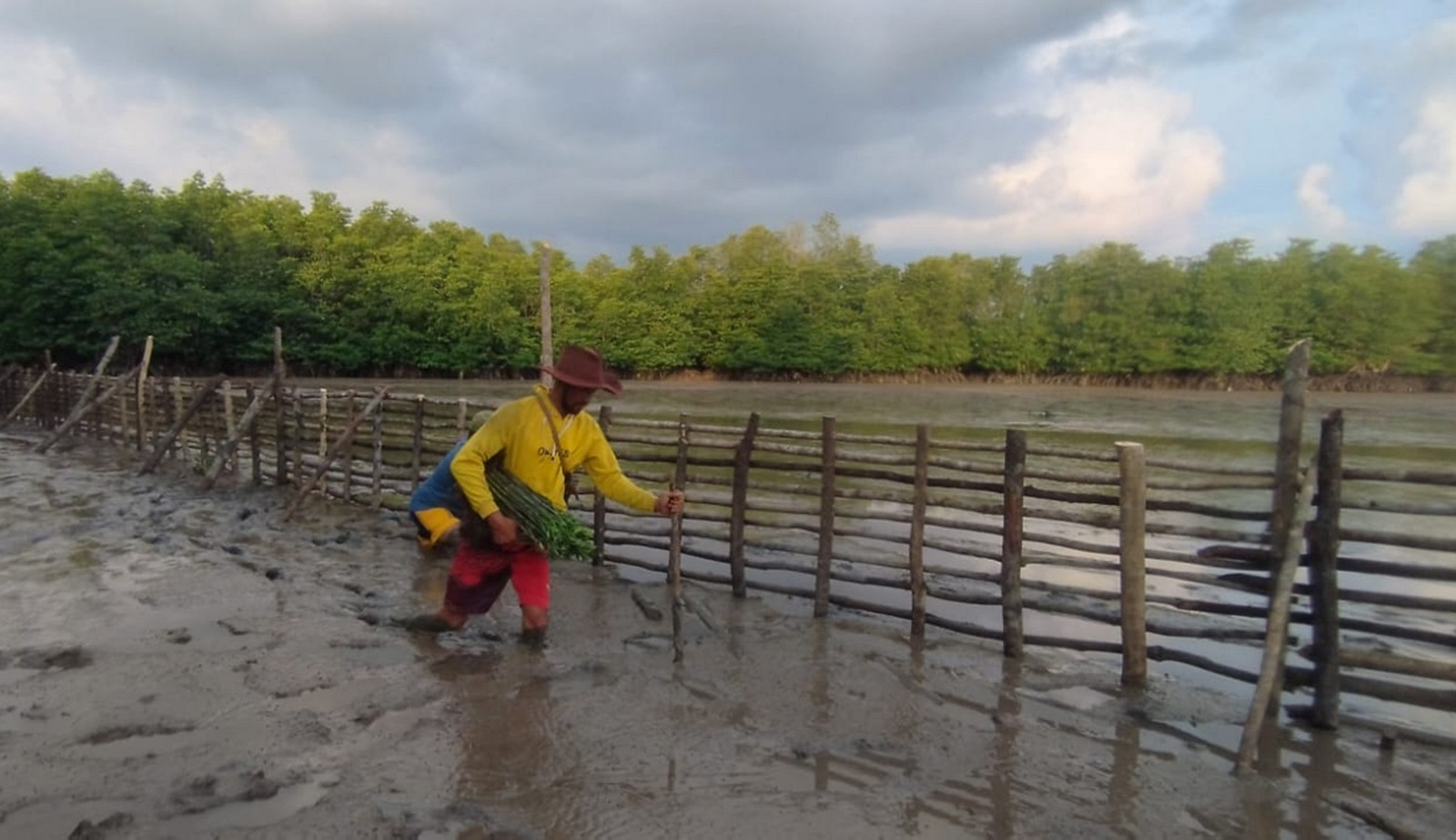 Rooting coastal renewal in sanitation and mangroves