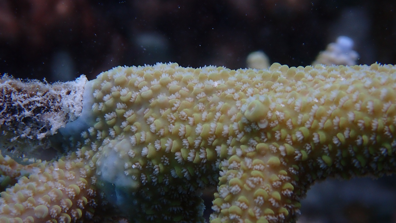 Studying the silent corals’ predators to protect Maldivian reefs after the 2024 bleaching event