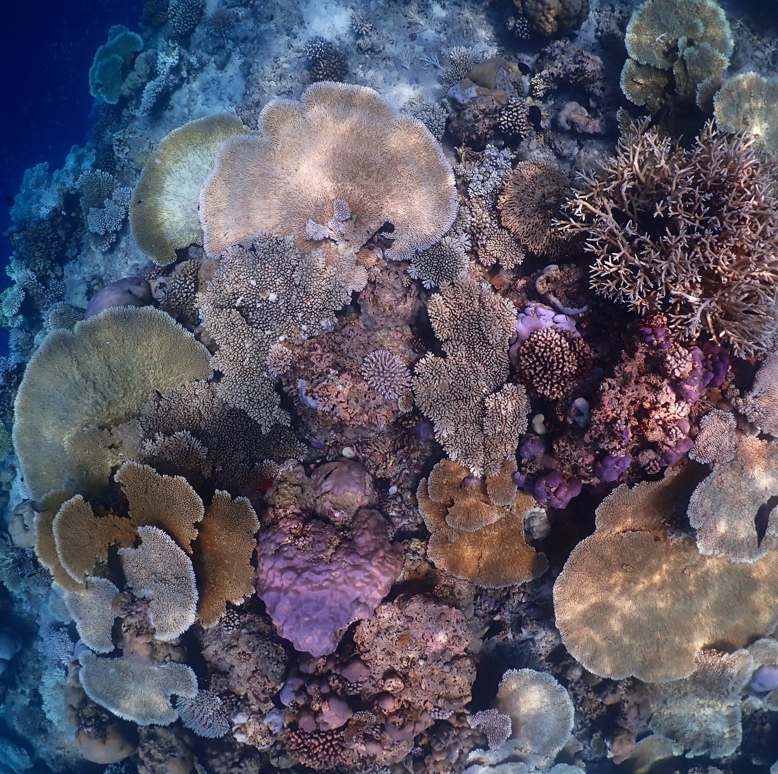 The journey of a thousand miles to bring back the colors of a hidden, submerged paradise.