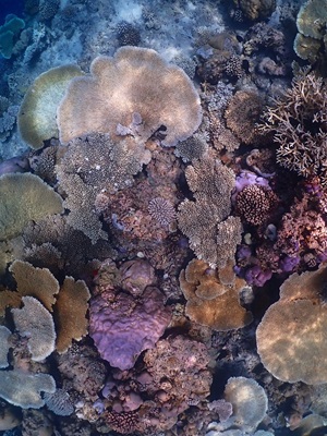 The journey of a thousand miles to bring back the colors of a hidden, submerged paradise.