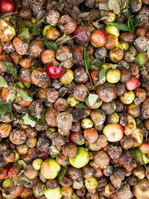 Understanding Food Waste Globally and in Hong Kong Kong