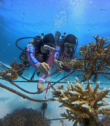 Coral Catch ocean conservation training