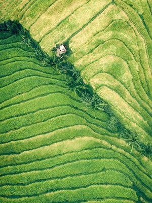 Whole Hearts, Cool Earth: The Wisdom My Village Knew